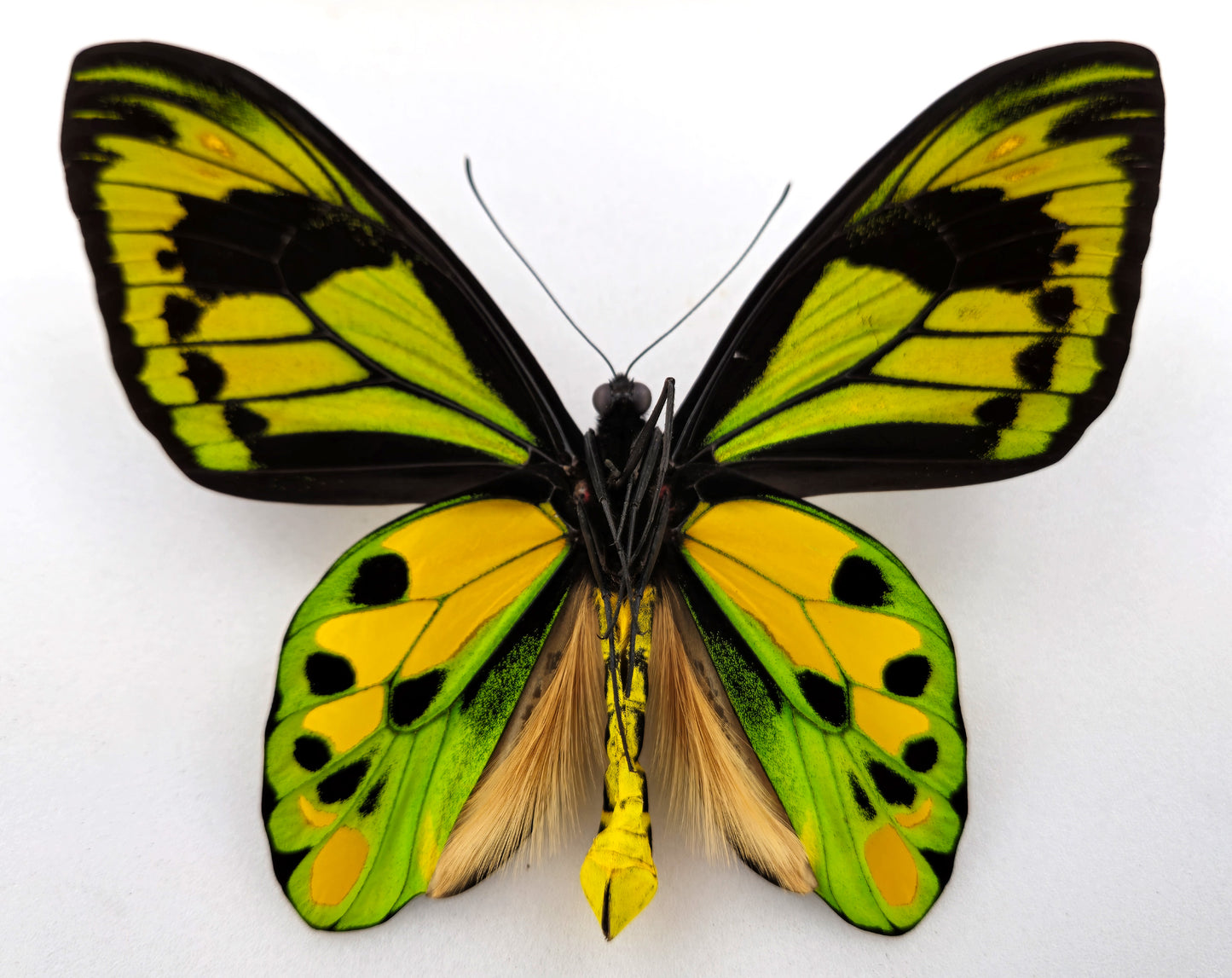 Ornithoptera tithonus tithonus ♂ XXL (Timika)