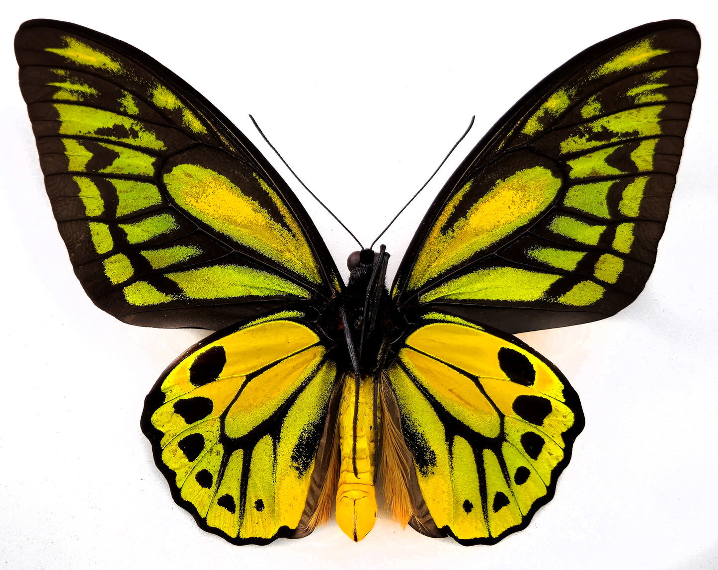 Ornithoptera croesus lydius f. boutoni (Halmaheira)