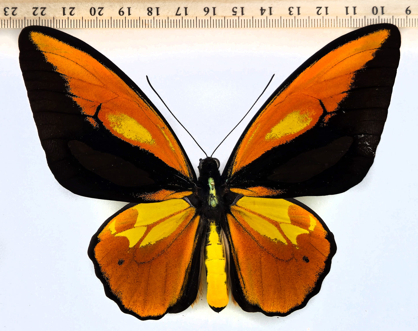 Ornithoptera croesus lydius f. boutoni (Halmaheira)