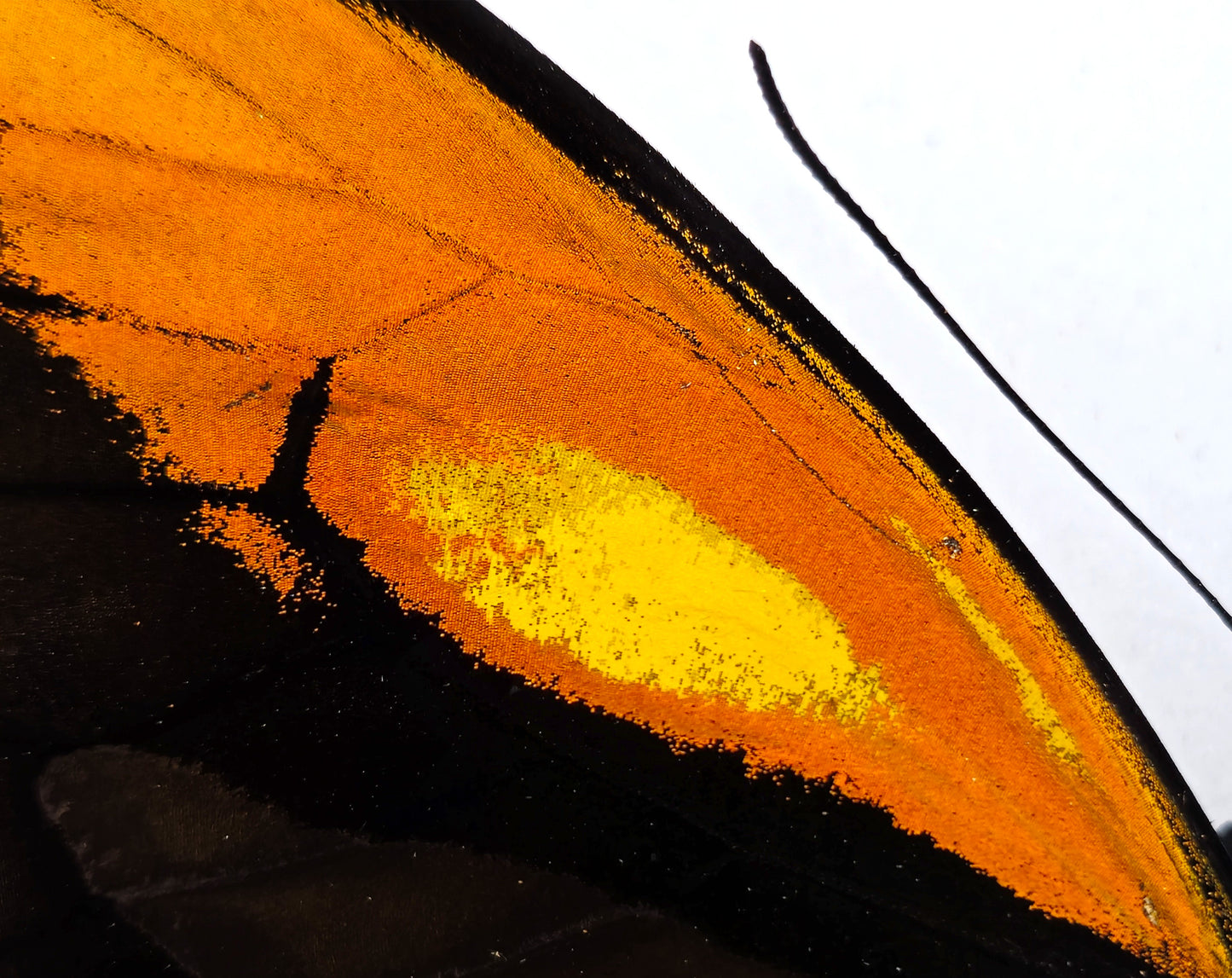 Ornithoptera croesus lydius f. boutoni (Halmaheira)
