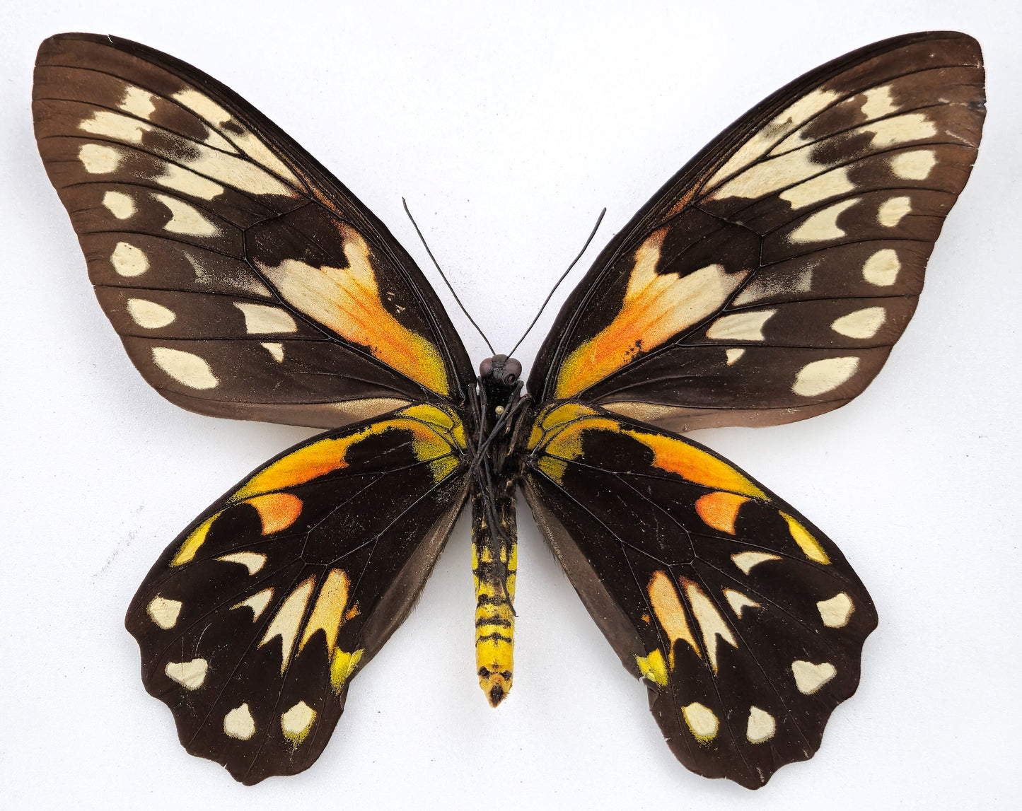 Ornithoptera victoriae epiphanes ♀ f. polychrome (Makira)