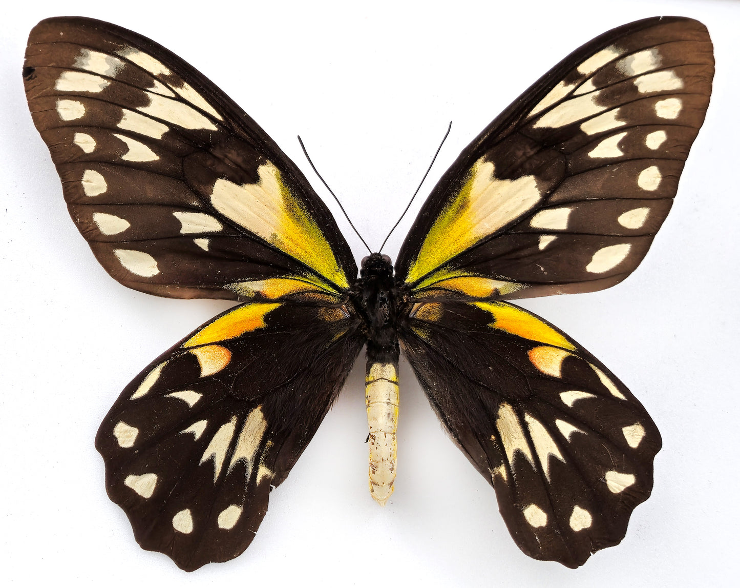 Ornithoptera victoriae epiphanes ♀ f. polychrome (Makira)
