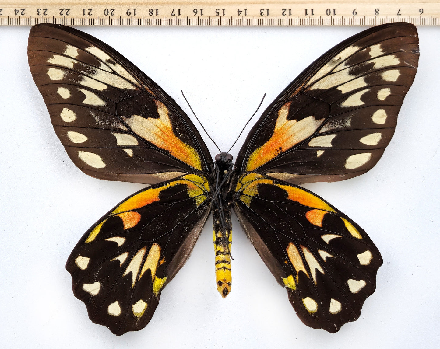 Ornithoptera victoriae epiphanes ♀ f. polychrome (Makira)