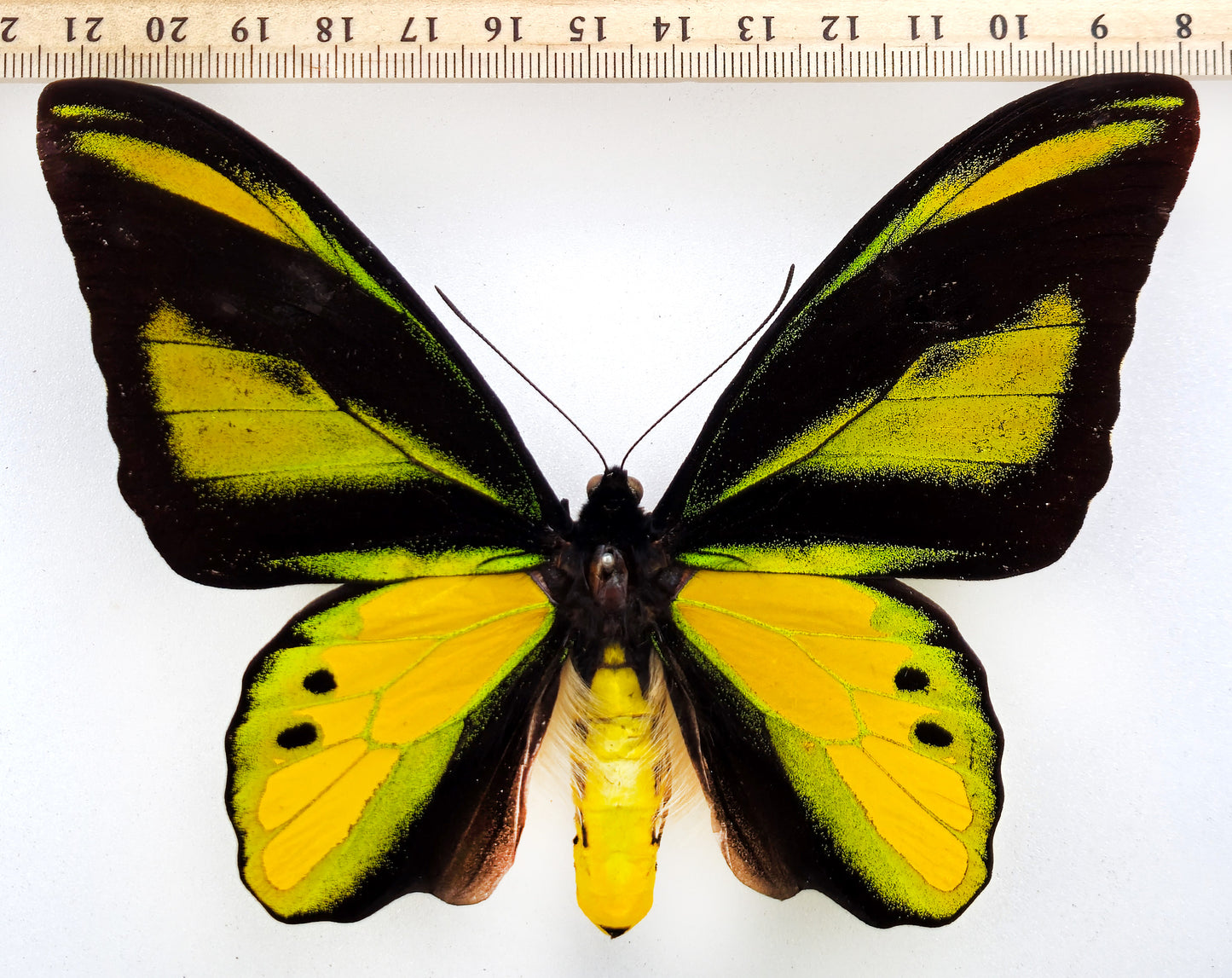 Ornithoptera chimaera chimaera ♂ (Aseki)