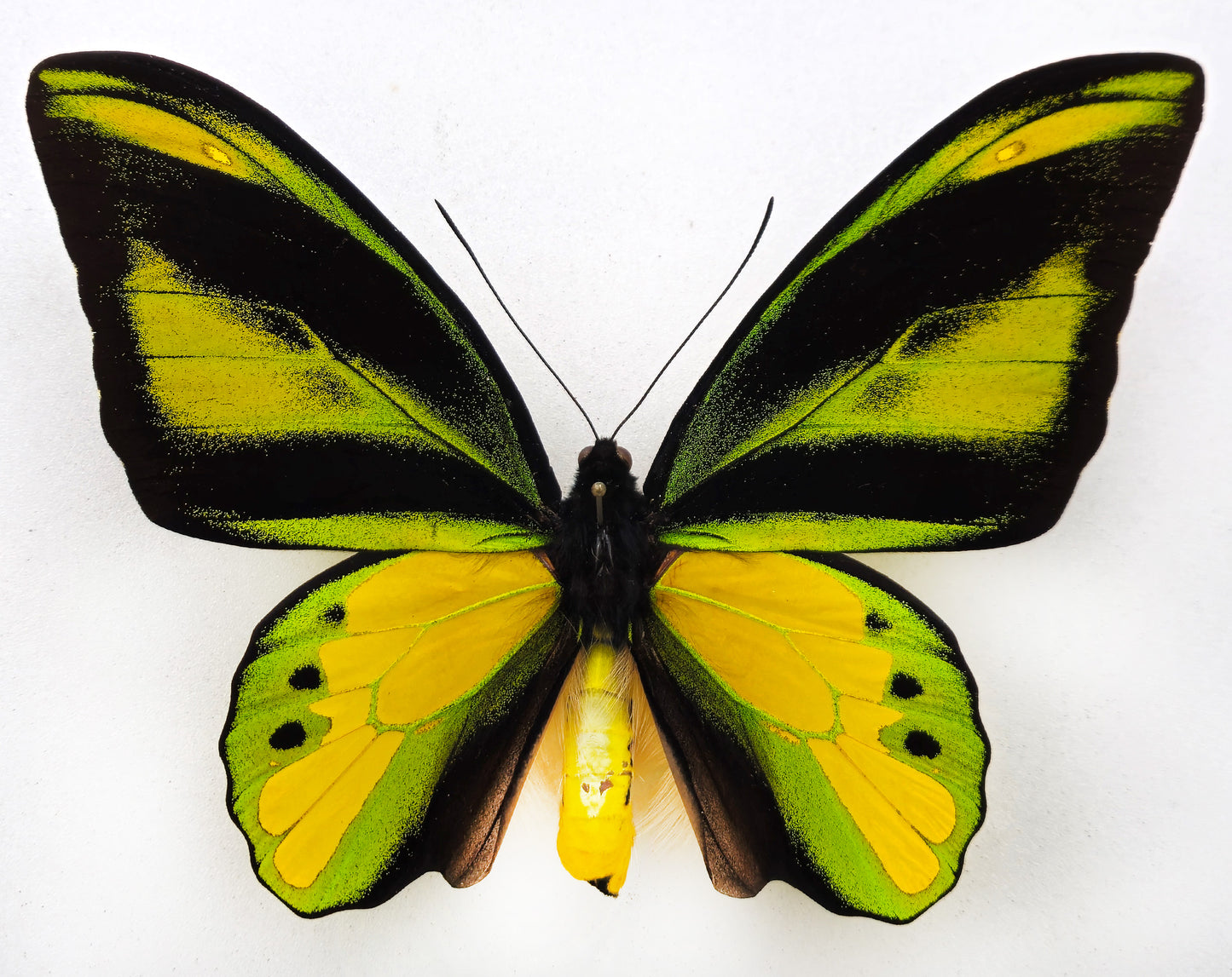 Ornithoptera chimaera chimaera ♂ (Aseki) f.aureosedulum
