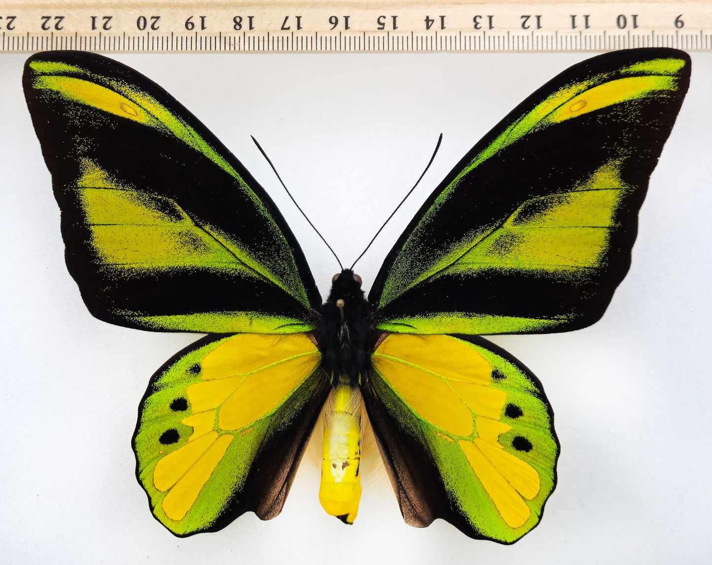 Ornithoptera chimaera chimaera ♂ (Aseki) f.aureosedulum