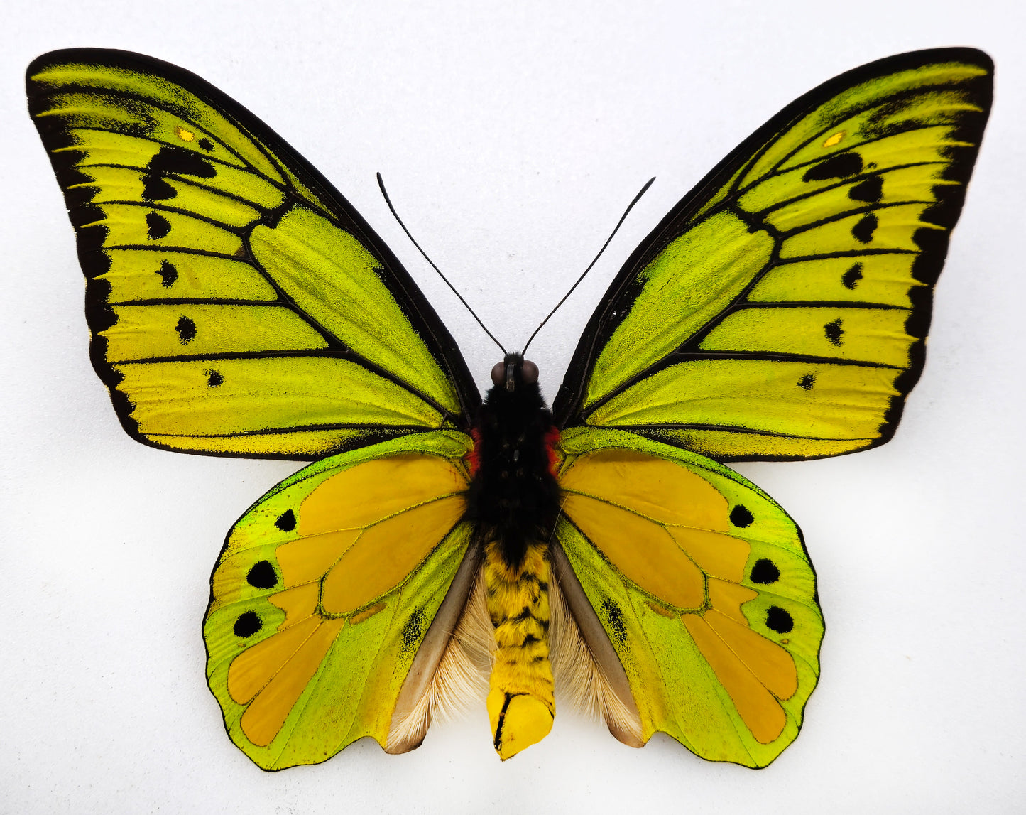Ornithoptera chimaera chimaera ♂ (Aseki) f.aureosedulum
