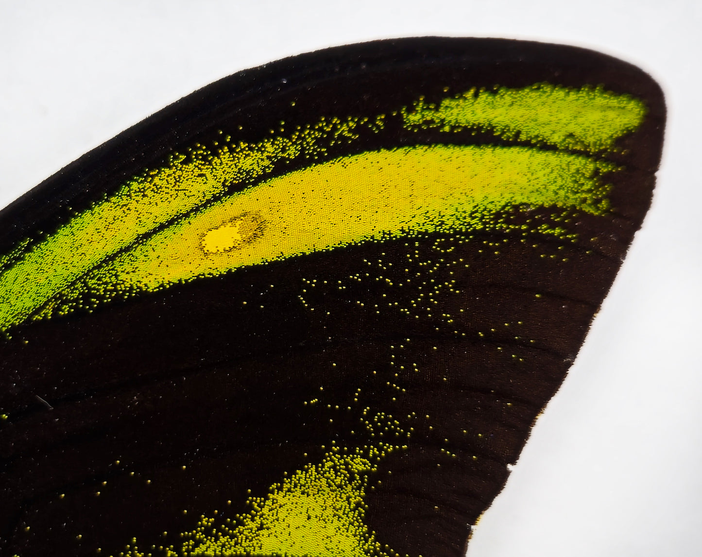 Ornithoptera chimaera chimaera ♂ (Aseki) f.aureosedulum