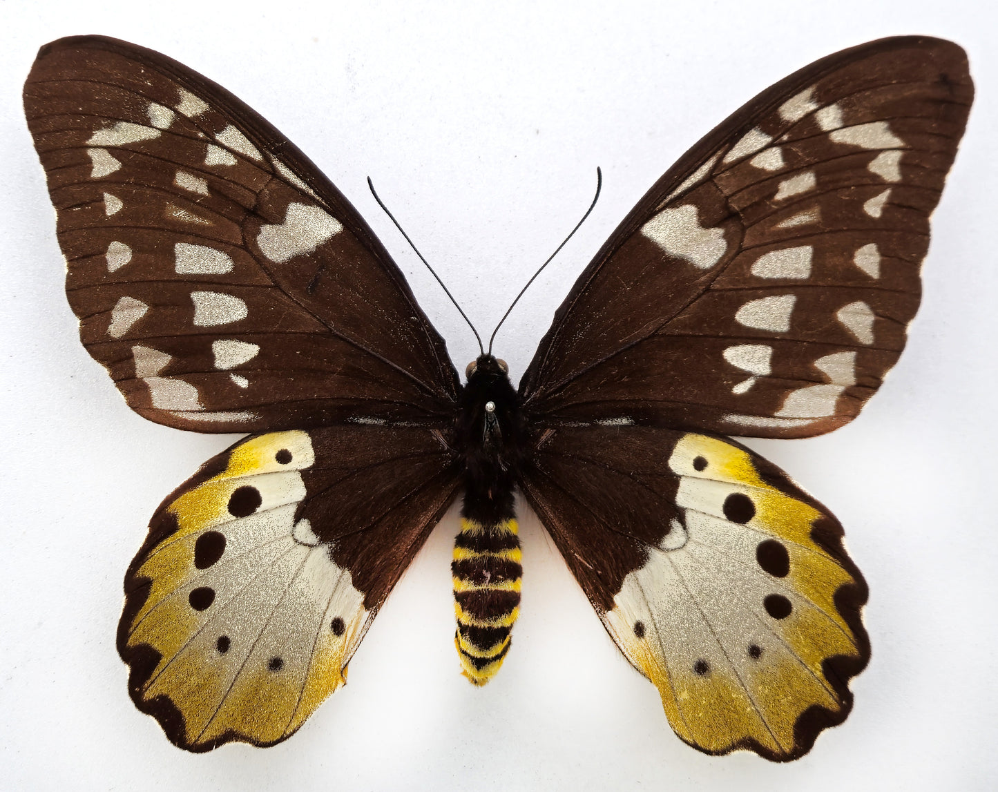 Ornithoptera chimaera chimaera ♀ f. (Aseki)
