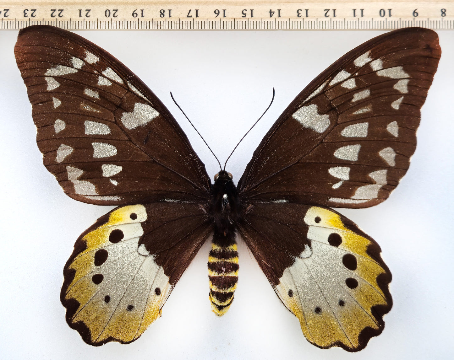 Ornithoptera chimaera chimaera ♀ f. (Aseki)