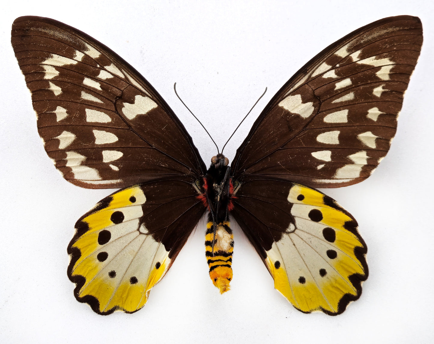 Ornithoptera chimaera chimaera ♀ f. (Aseki)