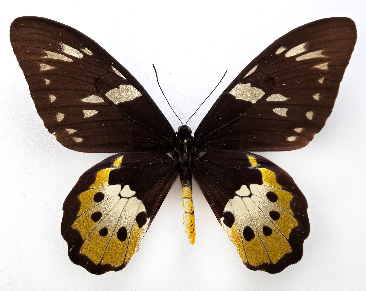 Ornithoptera tithonus cytherea ♀ (Enarotali)