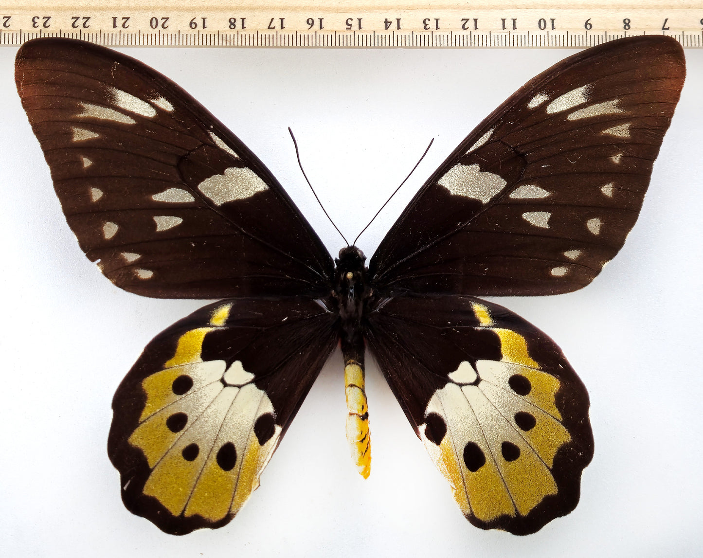 Ornithoptera tithonus cytherea ♀ (Enarotali)
