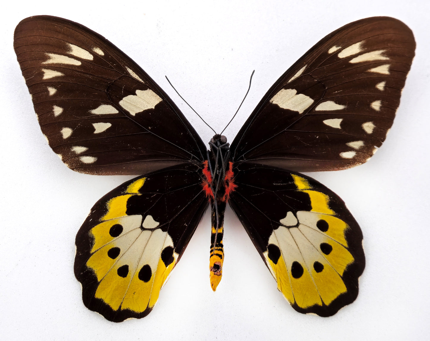 Ornithoptera tithonus cytherea ♀ (Enarotali)