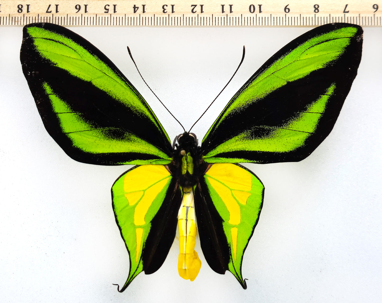 Ornithoptera paradisea chrysanthemum ♂ (West Papua)