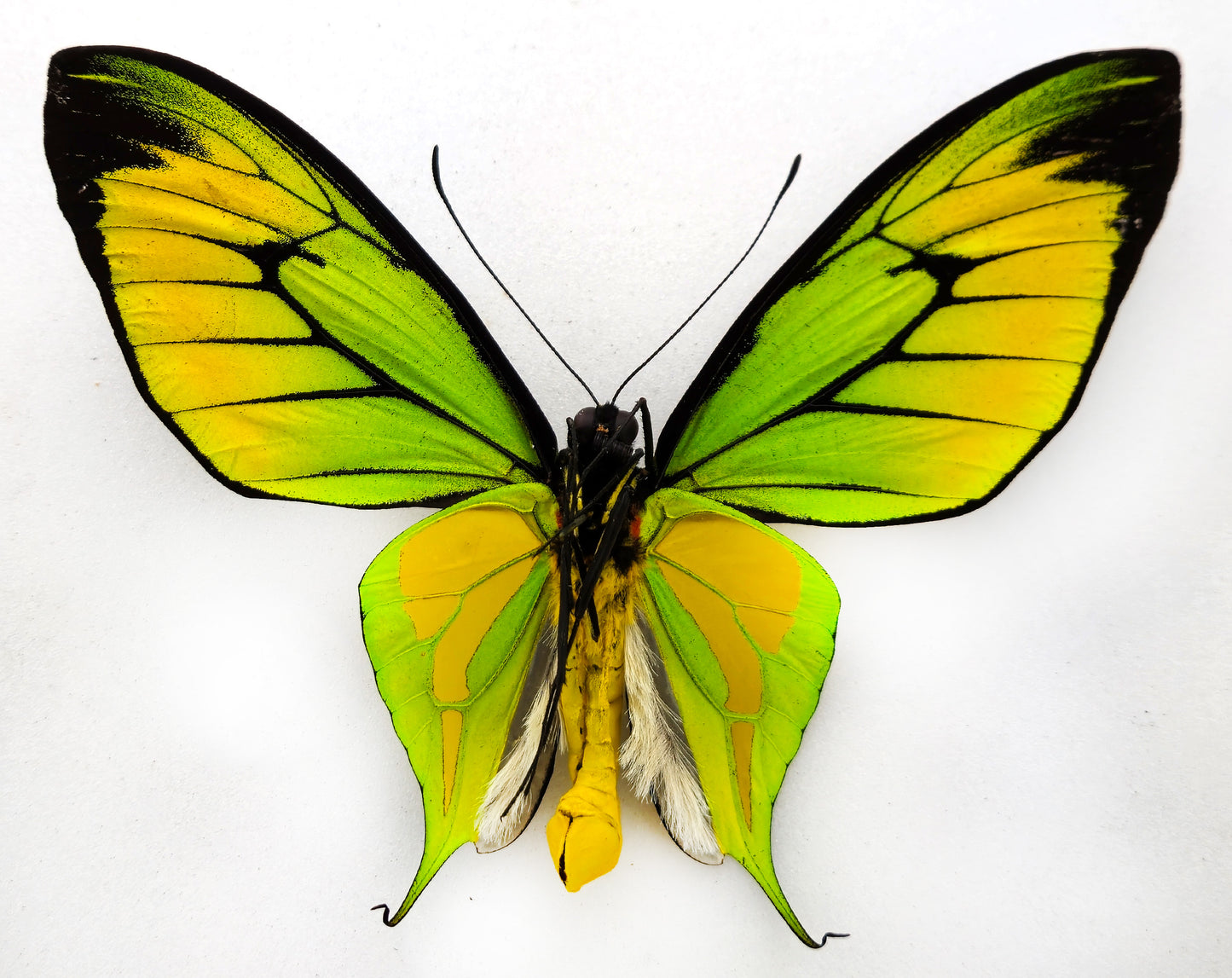 Ornithoptera paradisea chrysanthemum ♂ (West Papua)