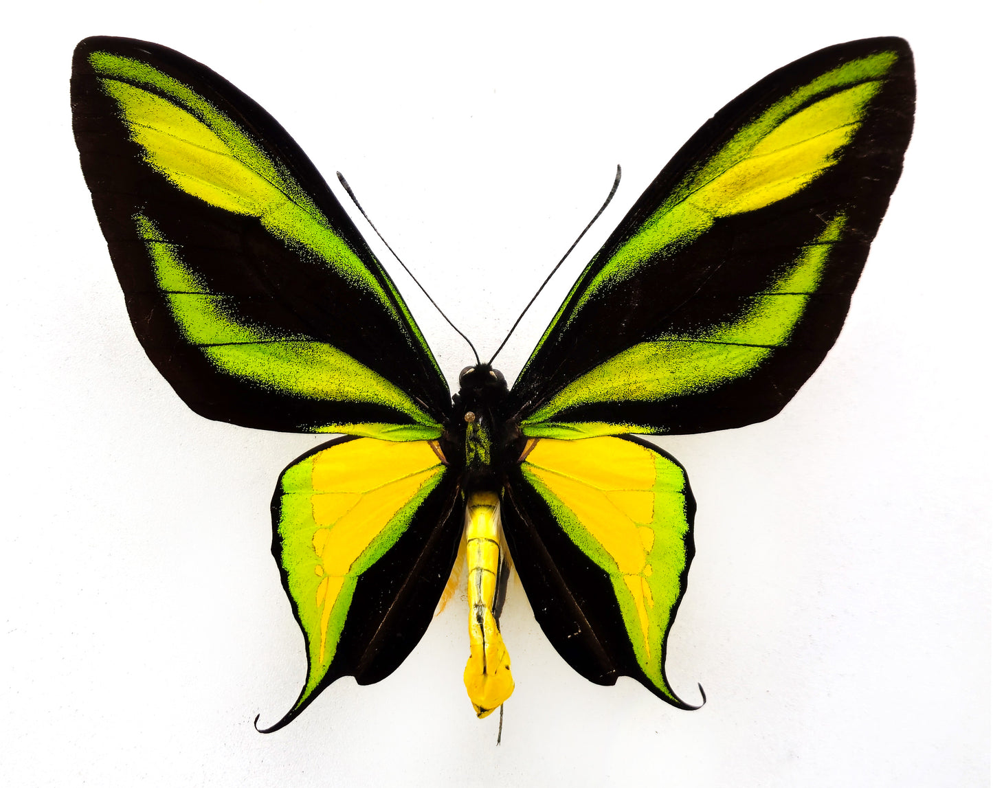 Ornithoptera paradisea arfakensis ♂ (Arfak Mts.)