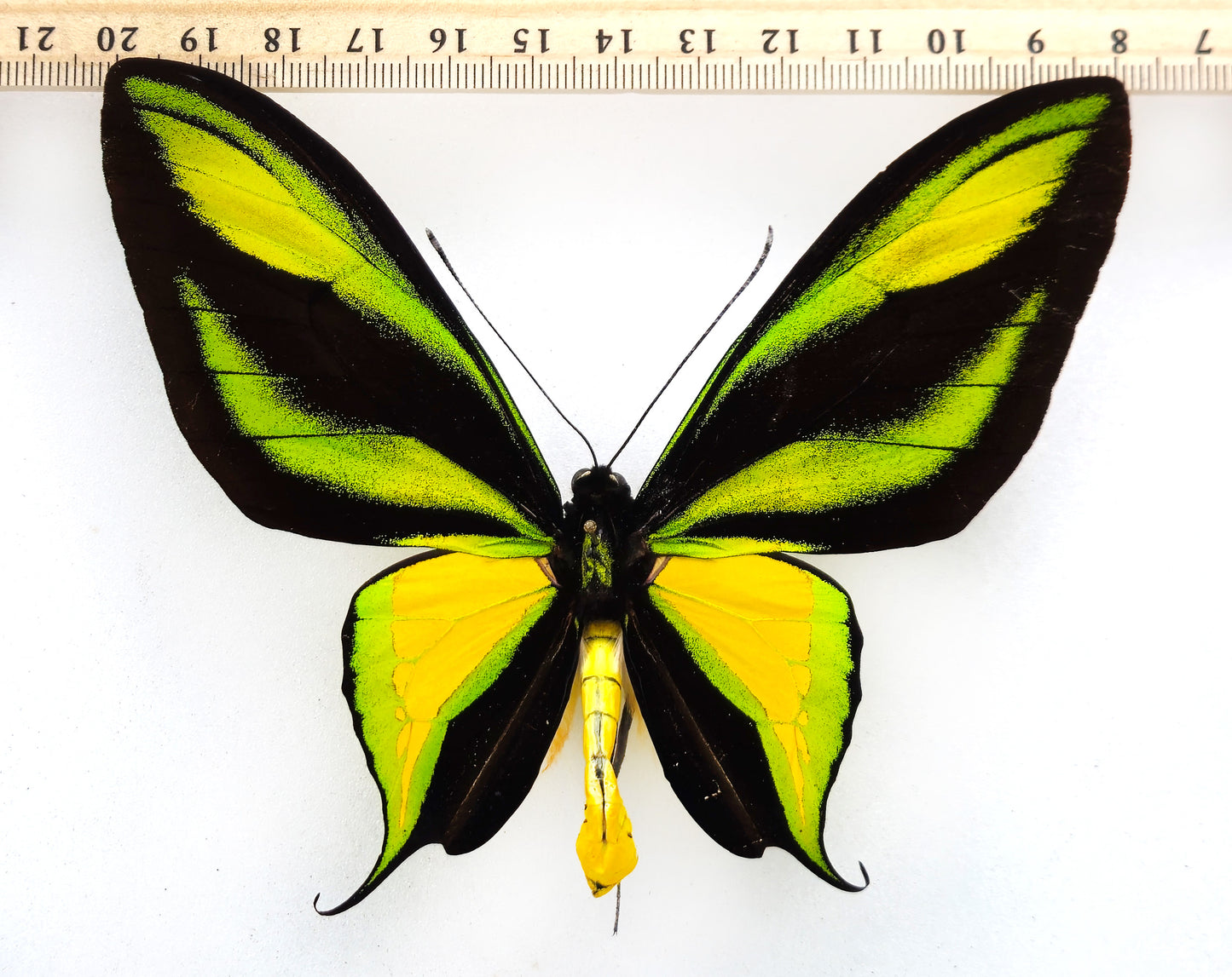 Ornithoptera paradisea arfakensis ♂ (Arfak Mts.)