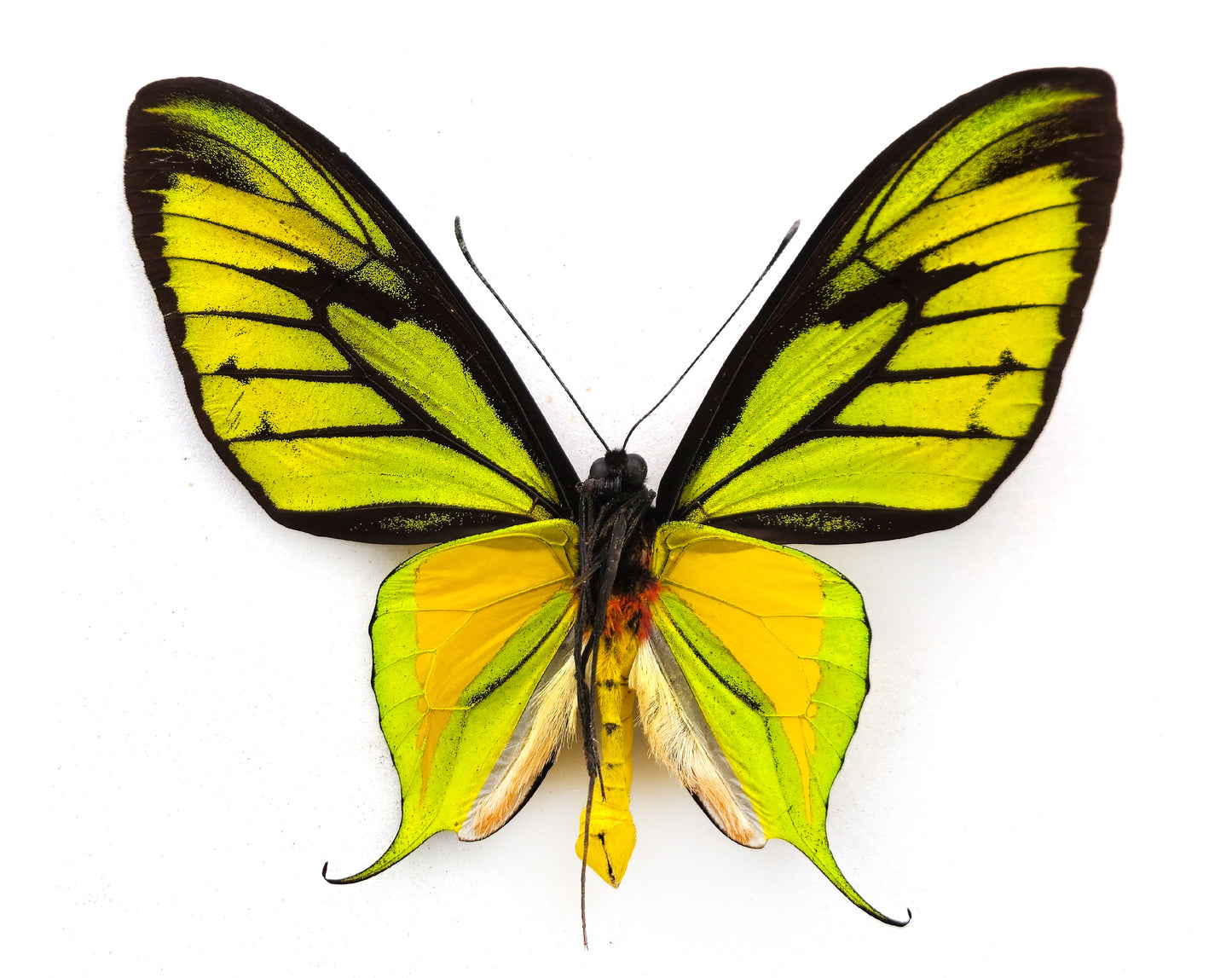 Ornithoptera paradisea arfakensis ♂ (Arfak Mts.)