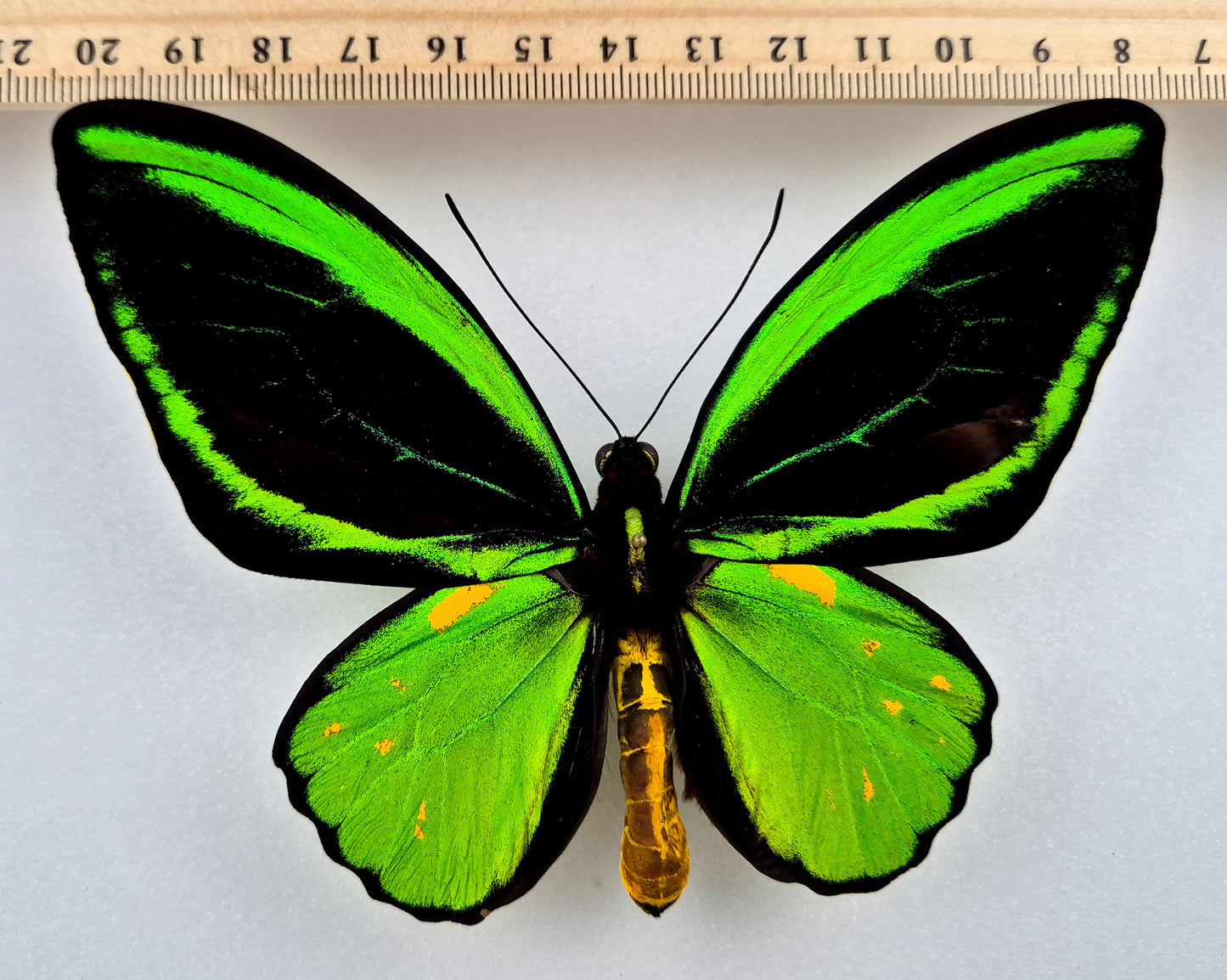 Ornithoptera priamus teucrus ♂ ABERRATION (Biak)