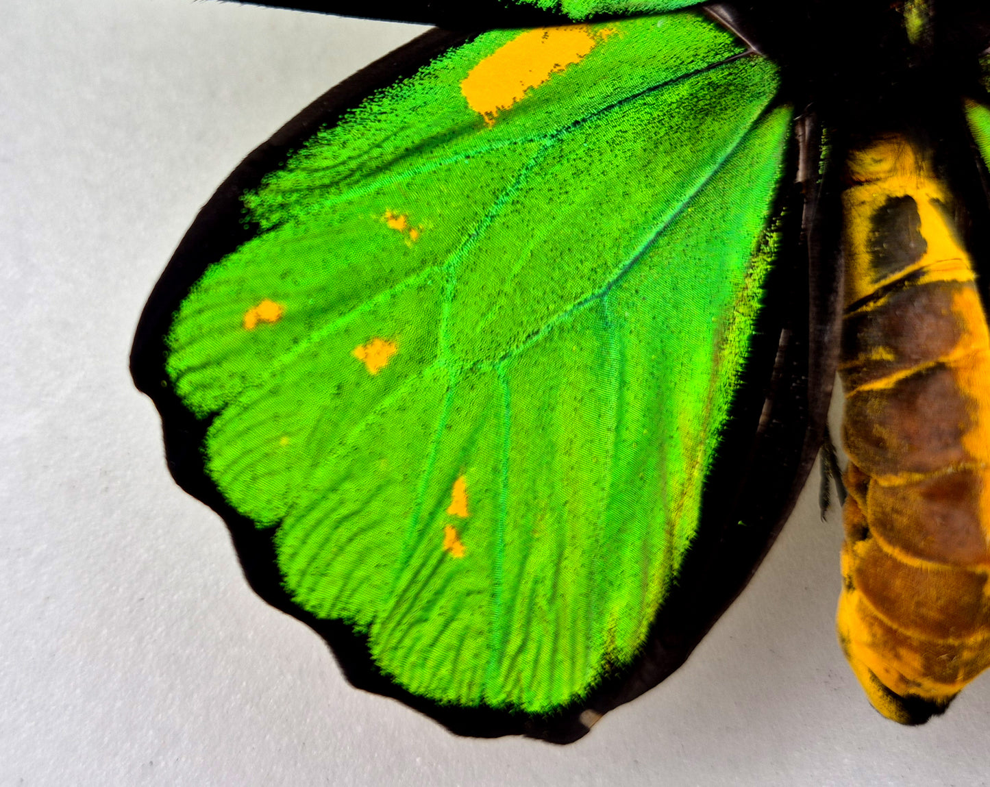 Ornithoptera priamus teucrus ♂ ABERRATION (Biak)