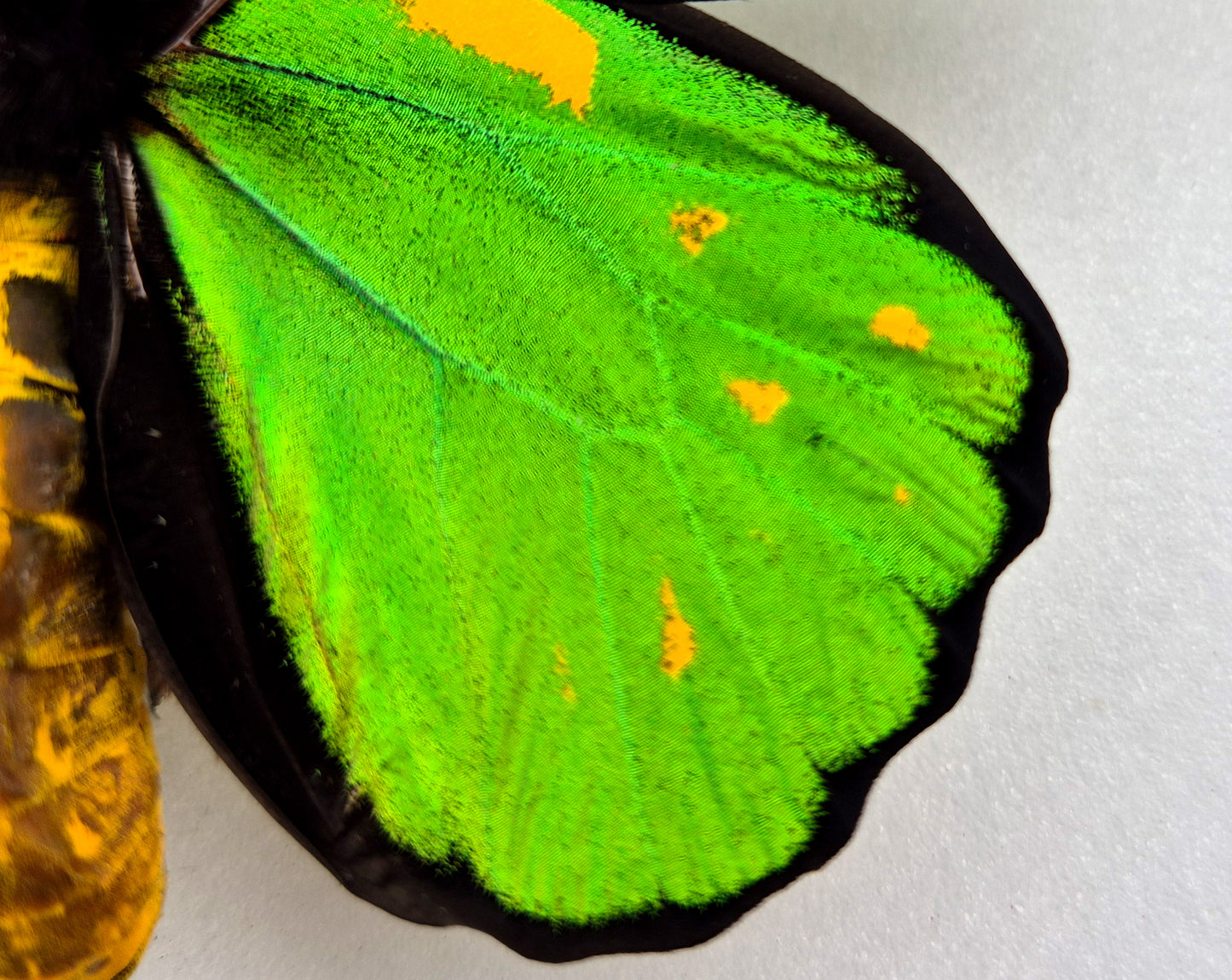 Ornithoptera priamus teucrus ♂ ABERRATION (Biak)