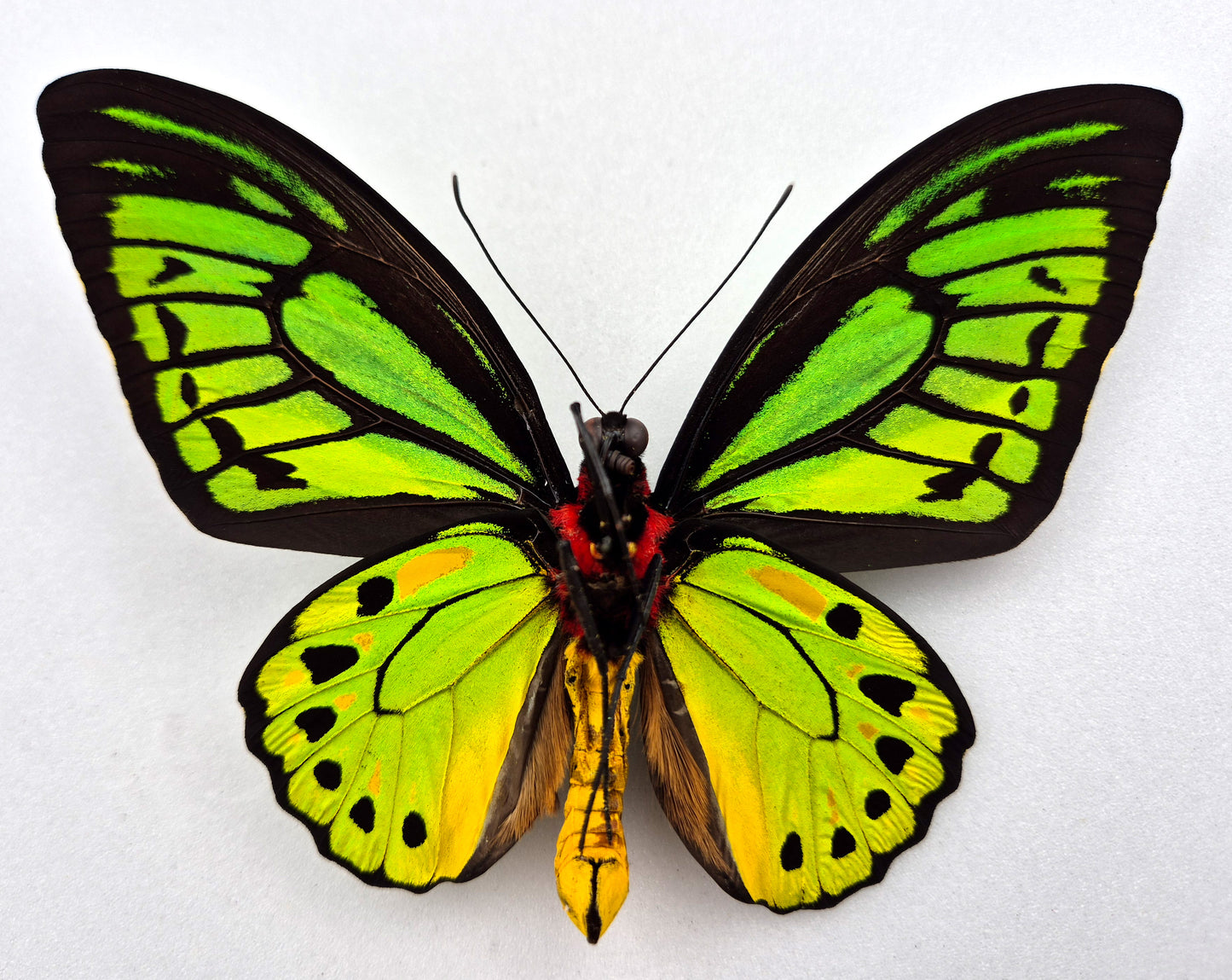 Ornithoptera priamus teucrus ♂ ABERRATION (Biak)