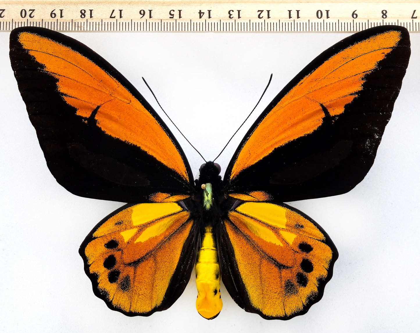 Ornithoptera croesus toeantei ♂ (Morotai) f.