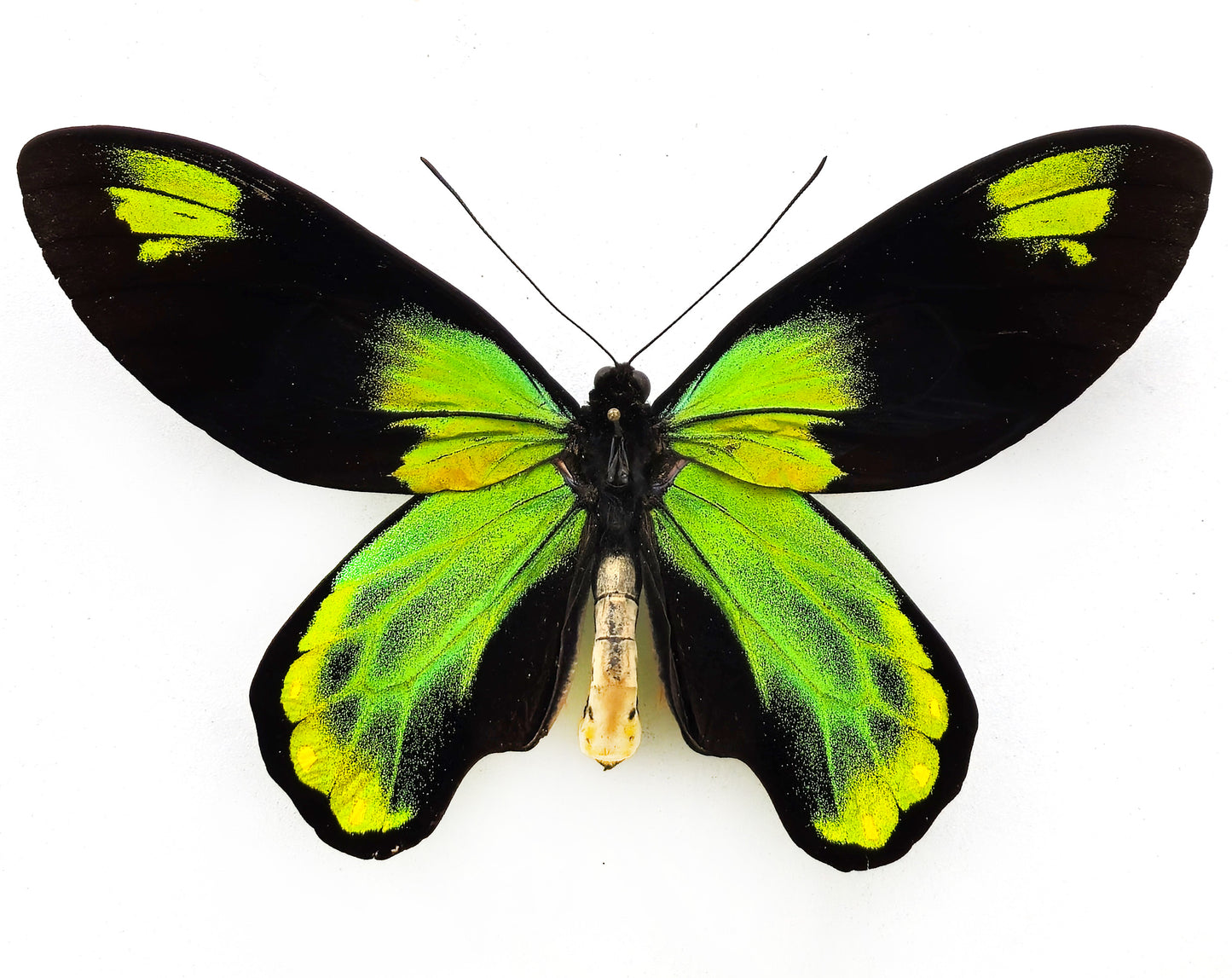 Ornithoptera victoriae victoriae ♂ XXL (Guadalcanal)