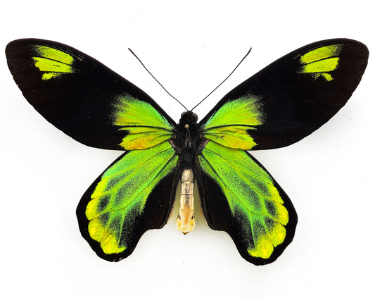 Ornithoptera victoriae victoriae ♂ XXL (Guadalcanal)