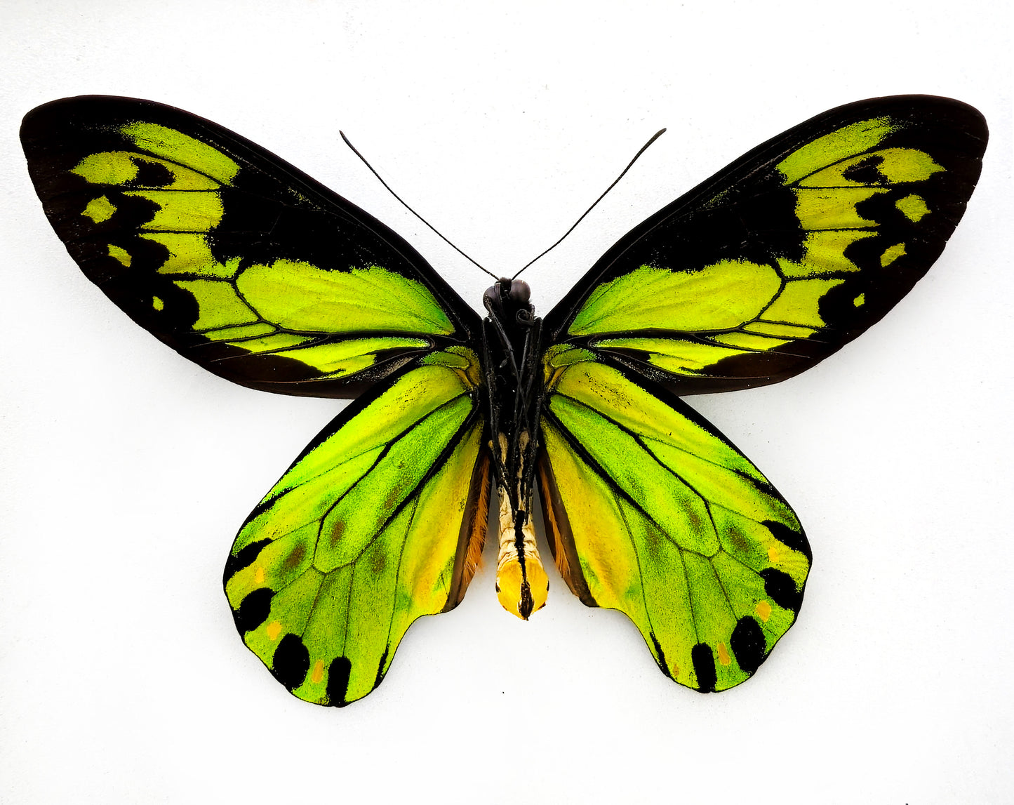 Ornithoptera victoriae victoriae ♂ XXL (Guadalcanal)