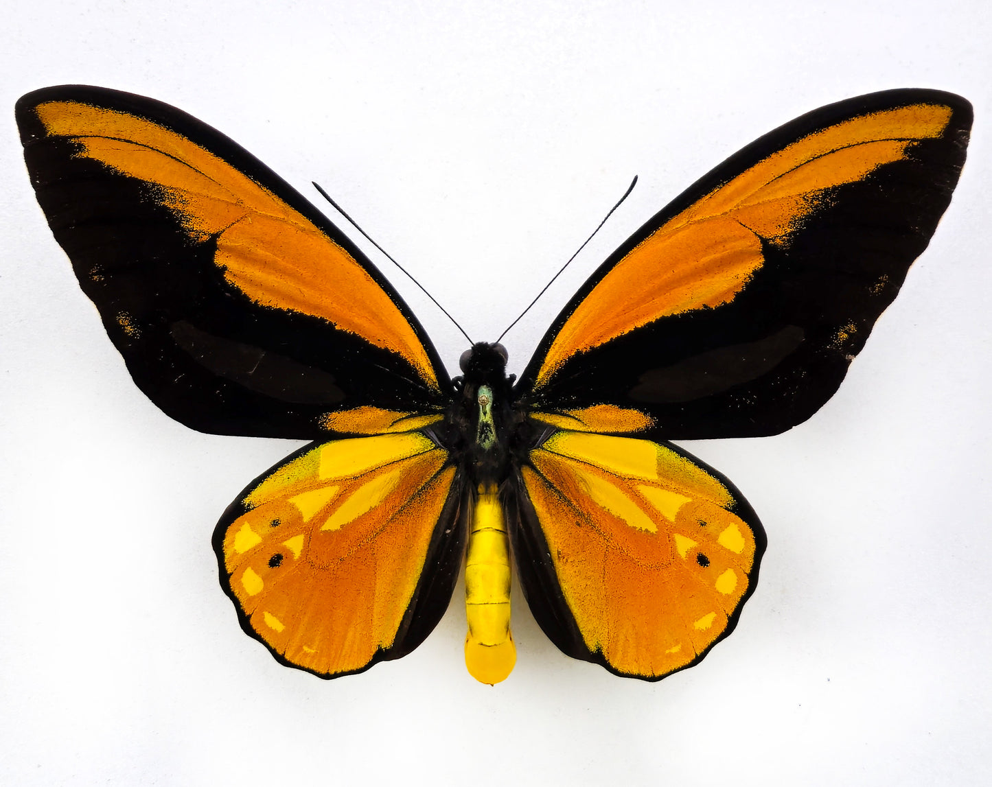 Ornithoptera croesus croesus ♂ (Bacan)