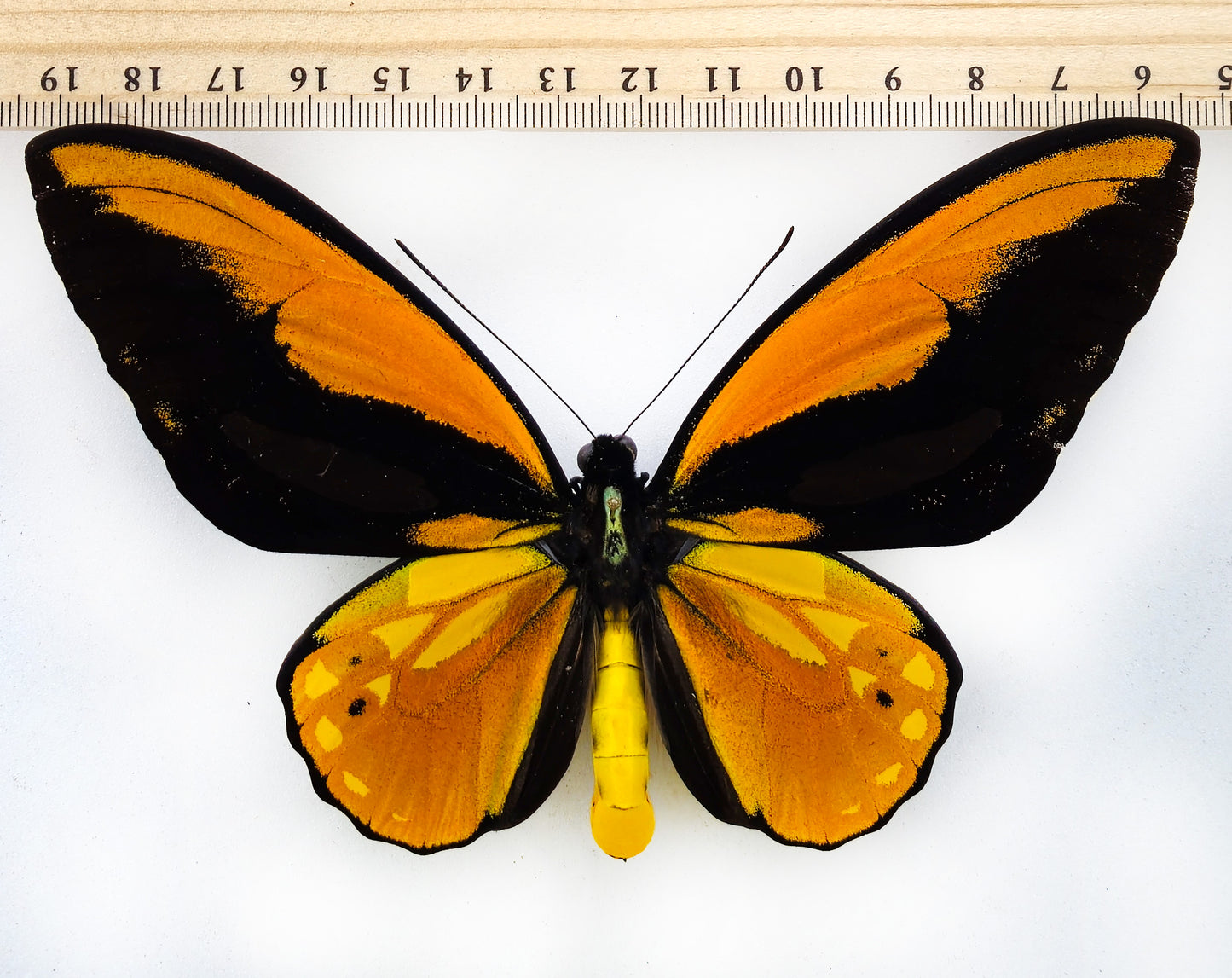 Ornithoptera croesus croesus ♂ (Bacan)