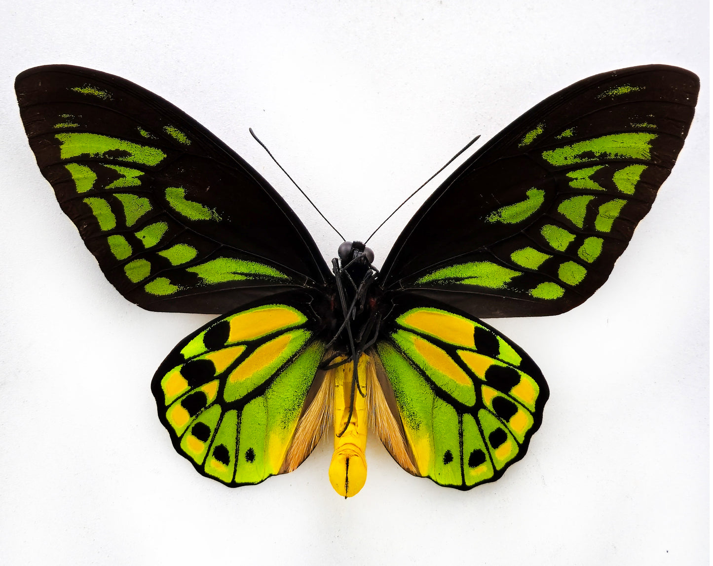 Ornithoptera croesus croesus ♂ (Bacan)