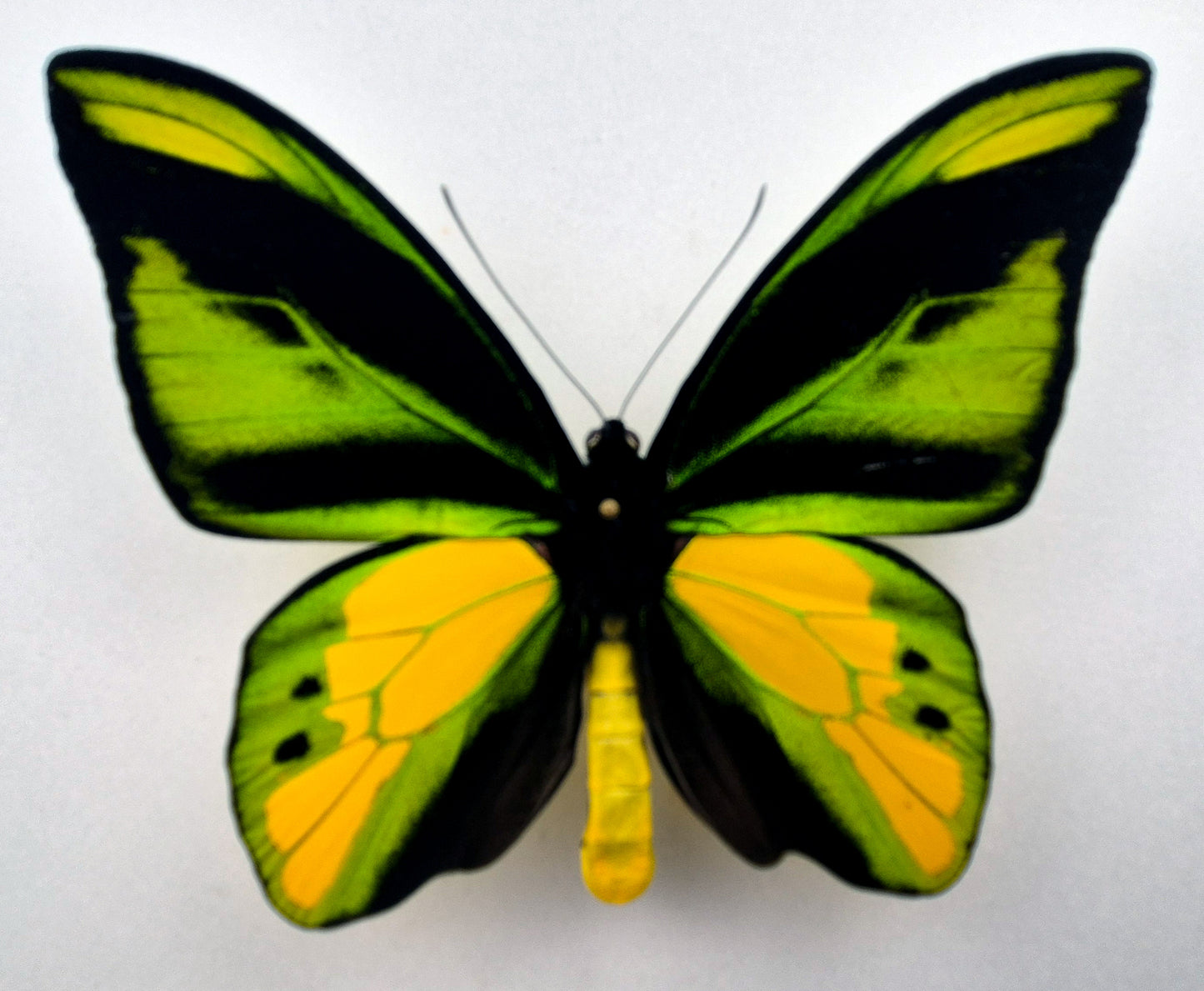 Ornithoptera chimaera charybdis ♂ f.
