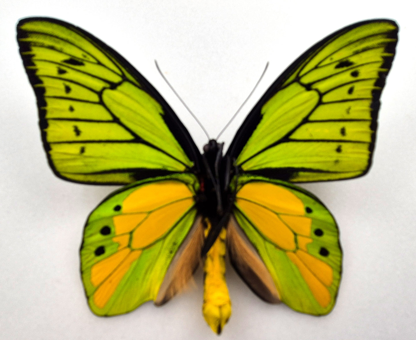 Ornithoptera chimaera charybdis ♂ f.