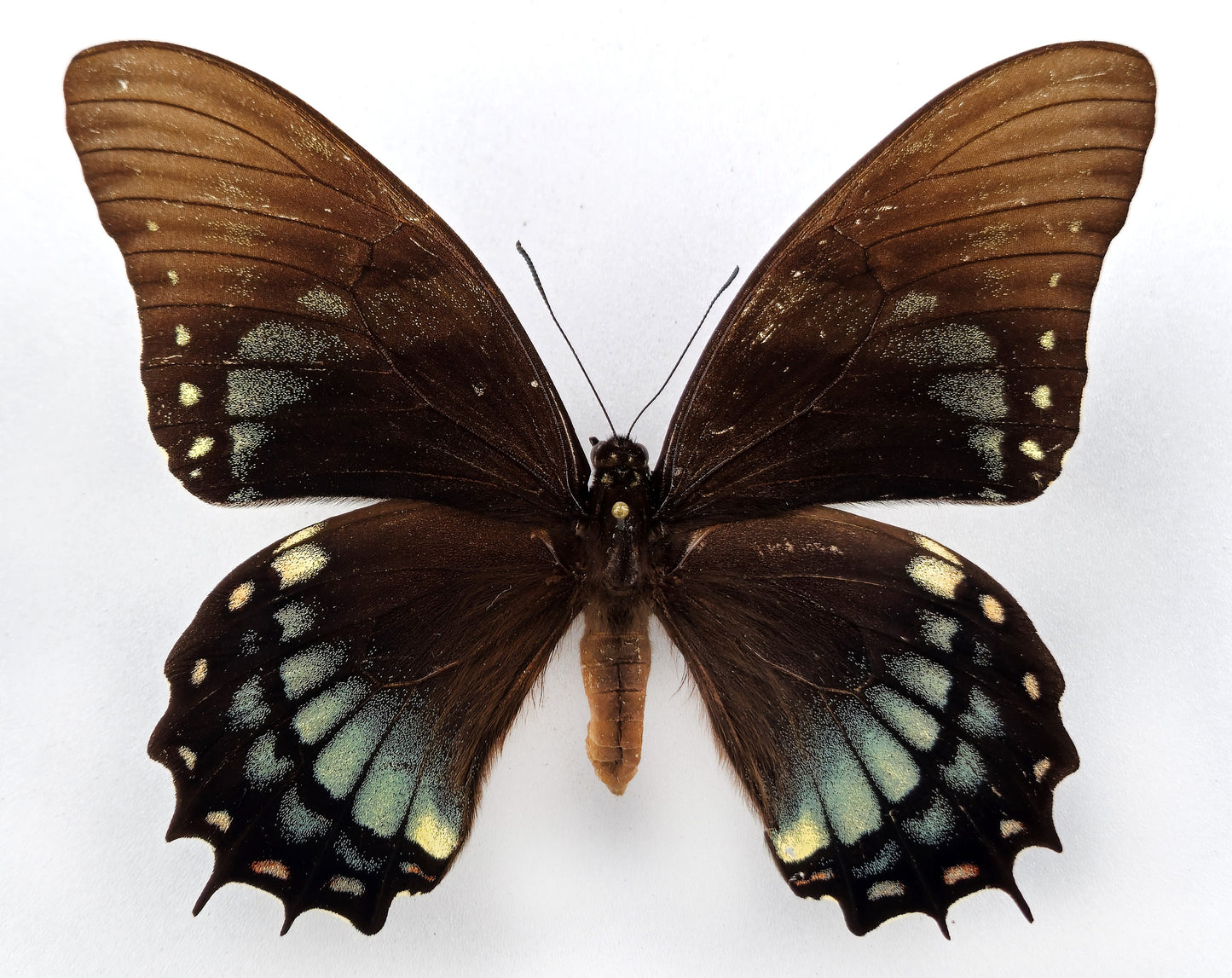 Papilio judicael ♀ green (Bolivia) Super rarity