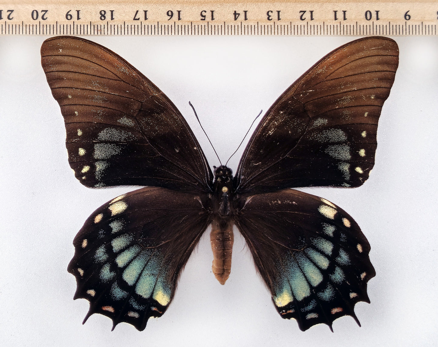 Papilio judicael ♀ green (Bolivia) Super rarity