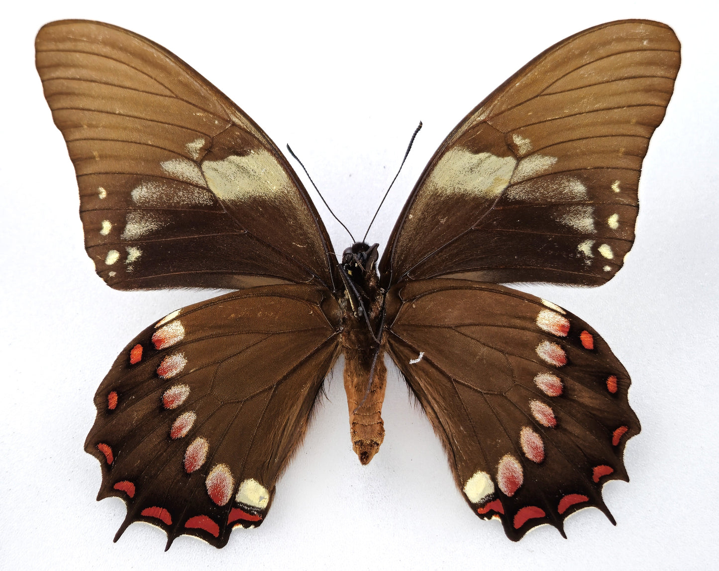 Papilio judicael ♀ green (Bolivia) Super rarity