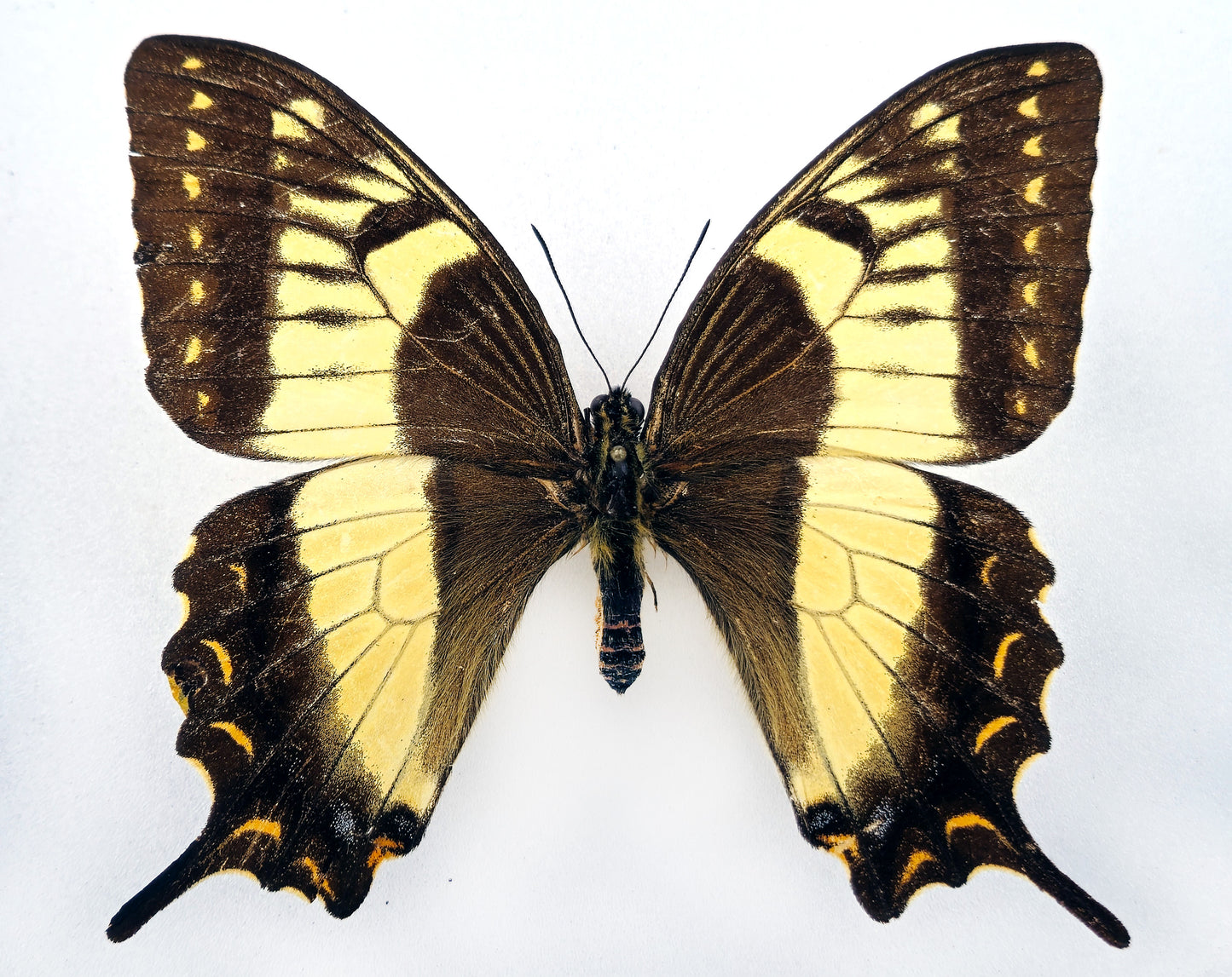 Papilio esperanza ♀ (Mexico) mit Permit!