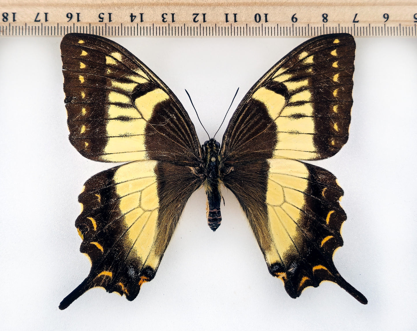 Papilio esperanza ♀ (Mexico) mit Permit!