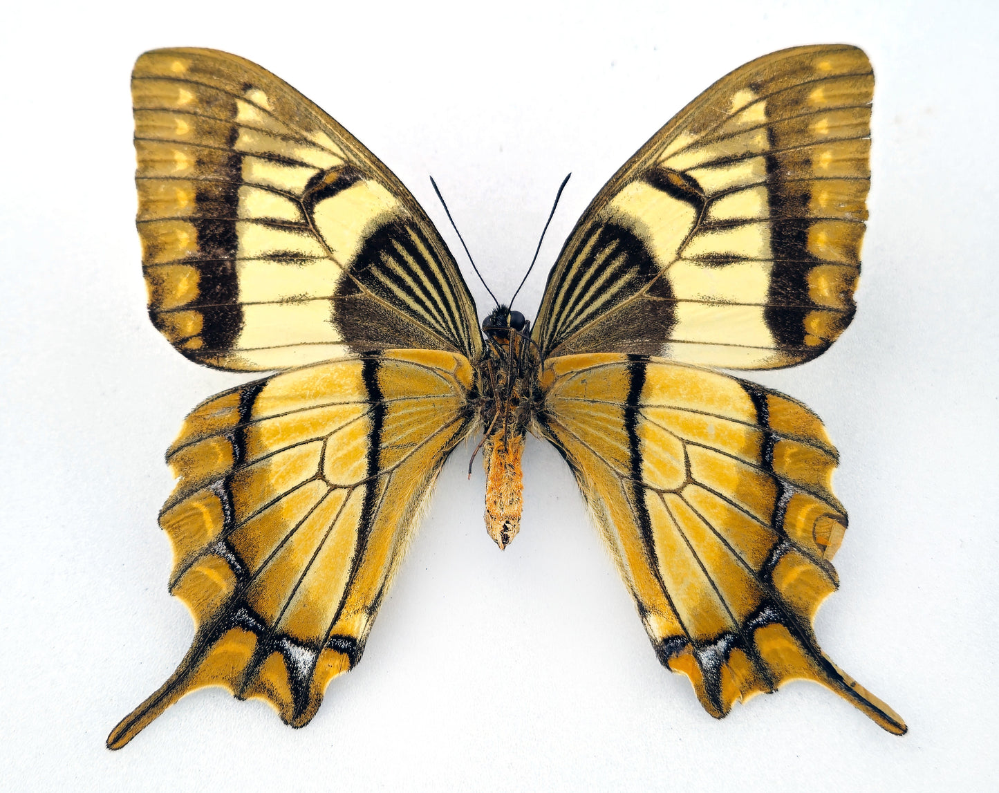 Papilio esperanza ♀ (Mexico) mit Permit!