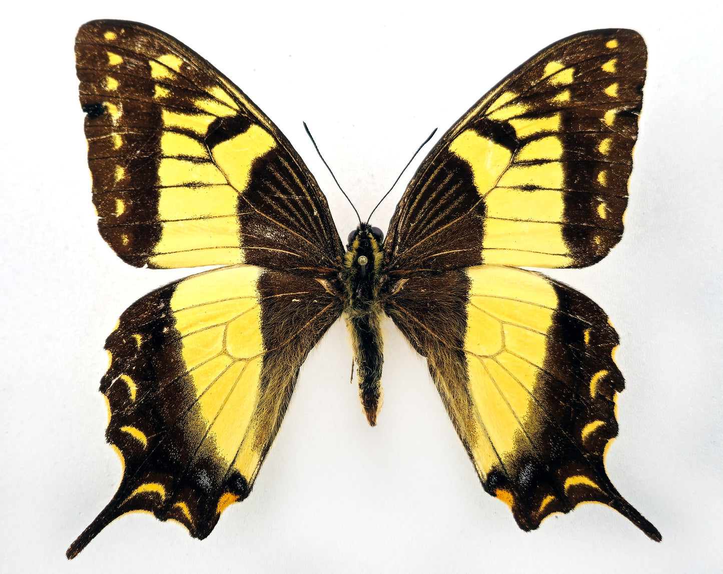 Papilio esperanza ♂ (Mexico) mit Permit!