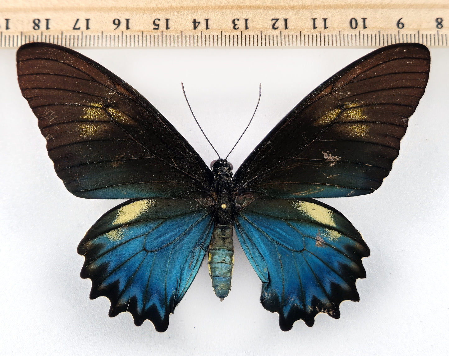 Battus belus varus ♀ f. amazonicus aberration (Brazil)
