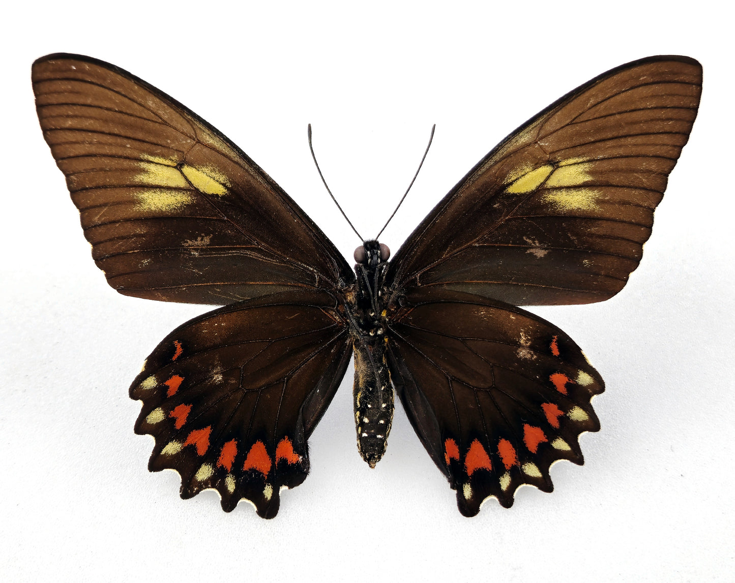 Battus belus varus ♀ f. amazonicus aberration (Brazil)
