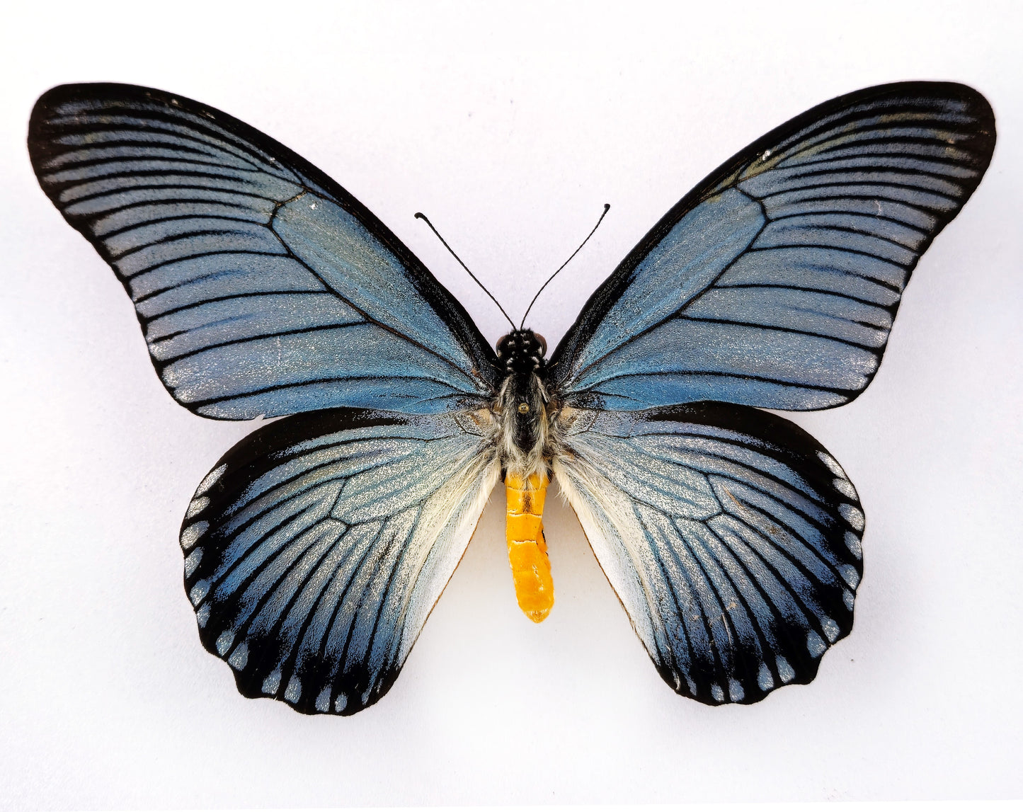 Papilio zalmoxis ♂ rare aberration (Africa)