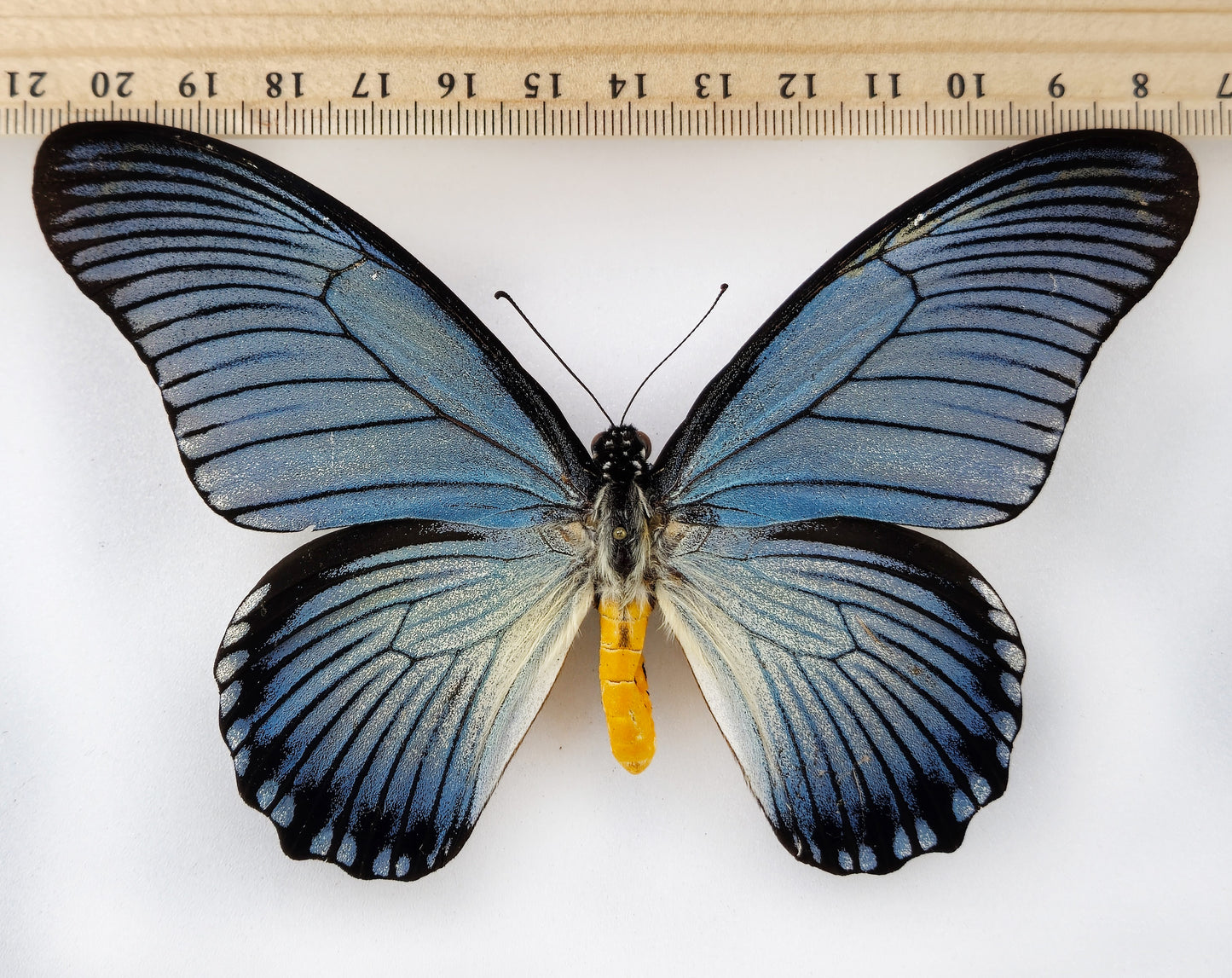 Papilio zalmoxis ♂ rare aberration (Africa)