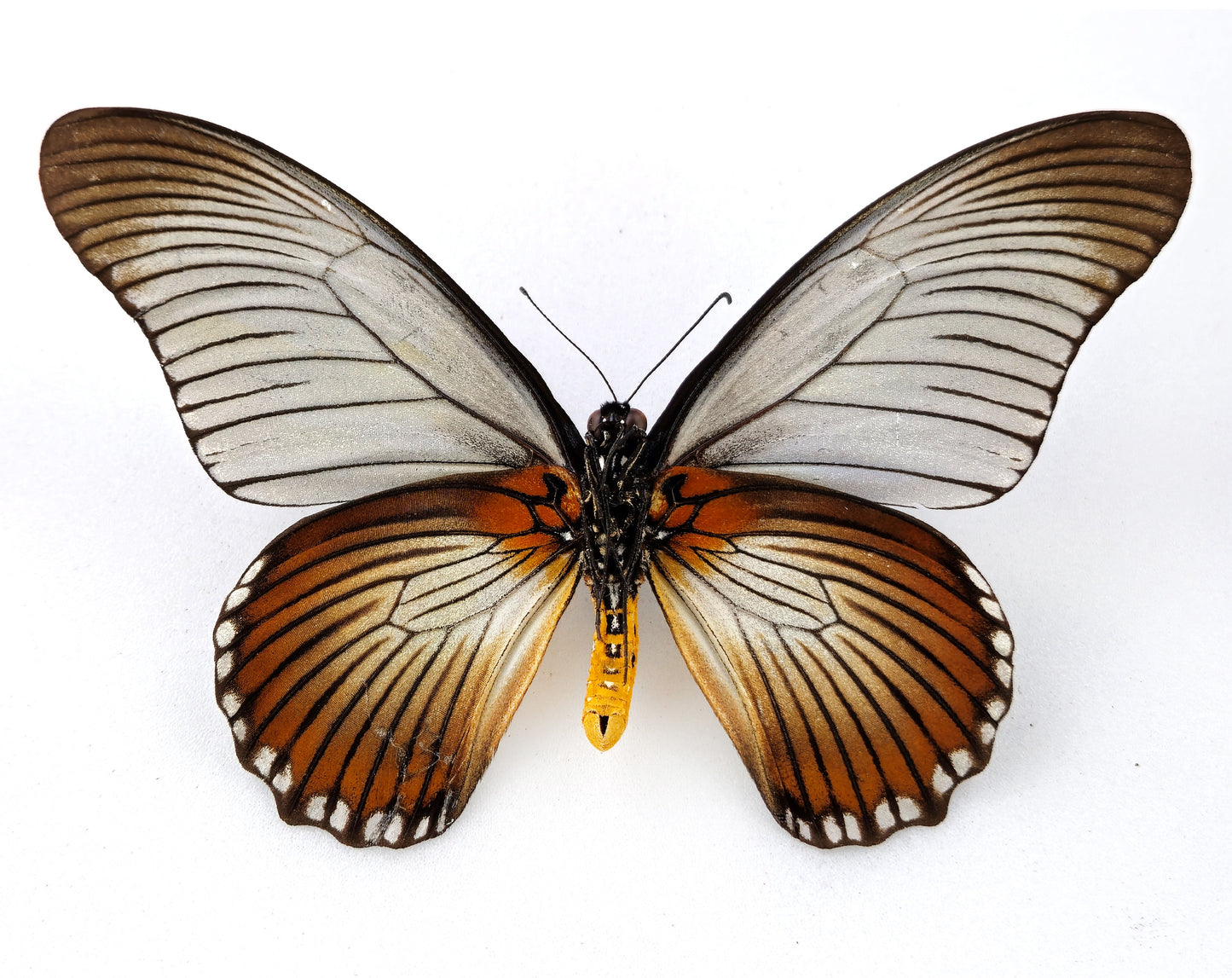 Papilio zalmoxis ♂ rare aberration (Africa)