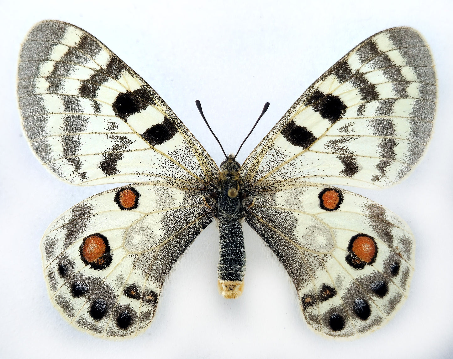 Parnassius inopinatus inopinatus ♀ (Afghanistan)
