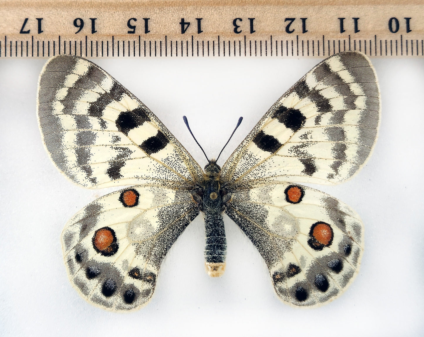 Parnassius inopinatus inopinatus ♀ (Afghanistan)